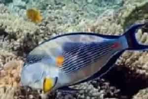 红海骑士吃什么?每天建议喂食3次