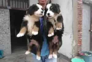 伯恩山犬着凉感冒了吃什么药好(伯恩山犬)
