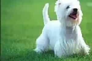 西高地犬能吃盐么?吃多少才是健康的(西高地)
