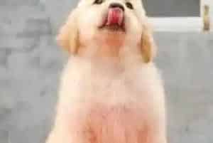 金毛犬吃完驱虫药后没食欲是怎么回事(金毛)