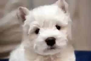 西高地犬的排便训练之如何让爱犬到指定地点方便(西高地)