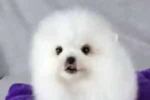 不能给博美犬吃的食物大全(博美犬)