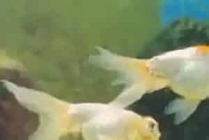 银朝天龙怎么养(对水温的适应范围较大)