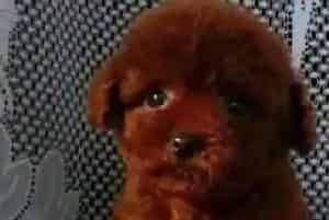 泰迪犬应该吃什么样的食物才好呢(泰迪犬)
