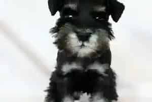 雪纳瑞患上犬瘟后应吃什么药调理它(雪纳瑞)