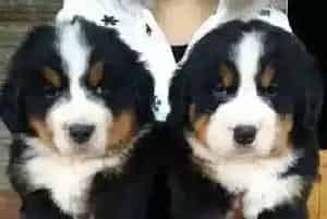伯恩山犬吃什么吐什么应该喂点什么药(伯恩山犬)