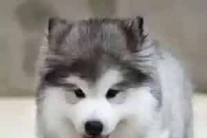 给阿拉斯加雪橇犬自制饲料要注意的事情(阿拉斯加犬)