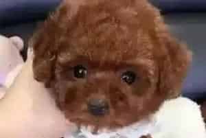 泰迪犬得了窝咳,吃药打针都不好为什么(泰迪犬)