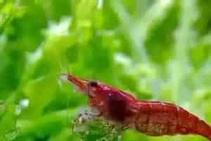 如何养好观赏虾(加强生物过滤能力)