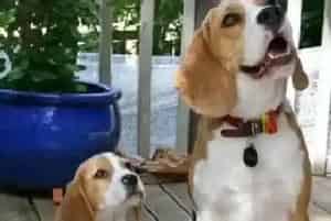 食物调理 怎样让比格犬健康又美丽(比格犬)