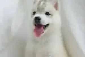 哈士奇食物刺激法的简单介绍(哈士奇)