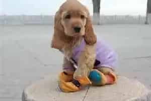 可卡犬拉黄色稀便应该吃什么药(可卡犬)
