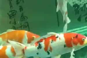 冬季怎么养锦鲤(保温工作要做好)