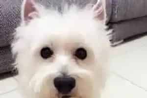 炎炎夏日可以快速为西高地犬消暑的五招(西高地)