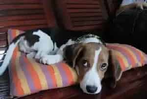 比格犬有点小咳嗽给它用什么药(比格犬)