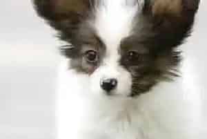 蝴蝶犬流清鼻涕吃什么药能治好(蝴蝶犬)