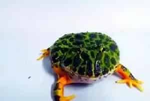 角蛙的饲养(要多加关注角蛙的卫生情况)