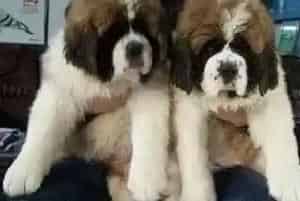 圣伯纳犬一定不可以吃哪些食物(圣伯纳犬)