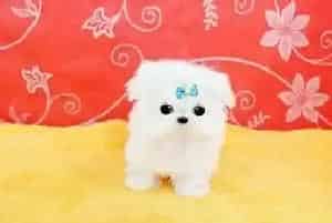 马尔济斯犬感冒了吃药就呕吐如何是好(马尔济斯)