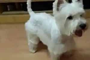 科学养出健康的西高地幼犬有哪些方法(西高地)