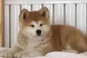 秋田犬身上有蜱虫应该用什么药治疗(秋田犬)