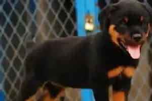 罗威纳犬总是咳嗽吃药也不好 怎么能根治(罗威纳犬)