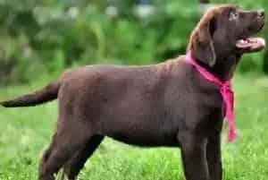 拉布拉多犬又吐又拉是怎么回事 吃什么药好(拉布拉多)