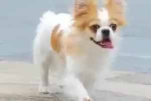 蝴蝶犬用哪种体外驱虫药物好(蝴蝶犬)
