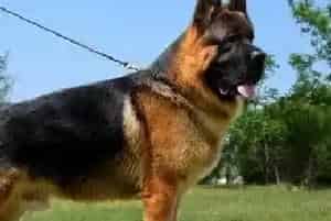 德国牧羊犬每次驱虫的药量是多少(德国牧羊犬)