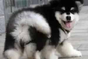 美食分享 阿拉斯加犬可以吃哪些食物(阿拉斯加犬)