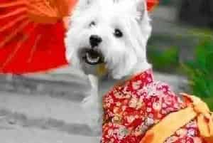 魅力无限 西高地舒适服装选购的小窍门(西高地)