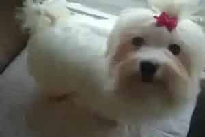 初次照顾马尔济斯犬的关键在于食物与疫苗(马尔济斯)