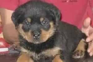 罗威纳犬拉便便带血要吃什么药治疗(罗威纳犬)