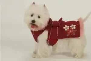 如何正确的照顾发情期的西高地犬(西高地)