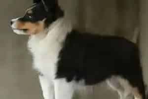 饲养喜乐蒂犬要备好哪些常用药品(喜乐蒂)