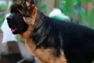 德国牧羊犬需要补充哪些蛋白质饲料(德国牧羊犬)