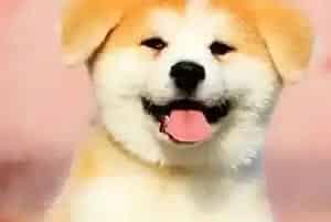 秋田犬脚垫受伤应该用什么药治疗(秋田犬)