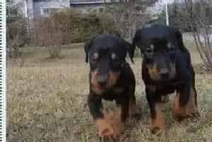 杜宾犬吃完驱虫药后一直呕吐怎么办(杜宾犬)