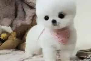 博美犬咳嗽发烧吃什么药好得快(博美犬)