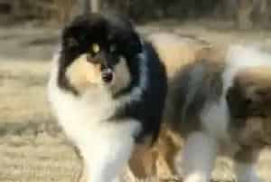 苏格兰牧羊犬有点拉稀应吃点什么药可以治愈(苏格兰牧羊犬)