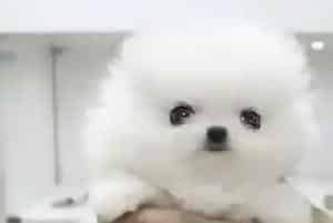 人类的食物中哪些食物对博美犬有好处(博美犬)