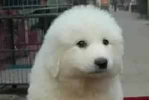 分享给大白熊犬滴眼药水的方法(大白熊犬)
