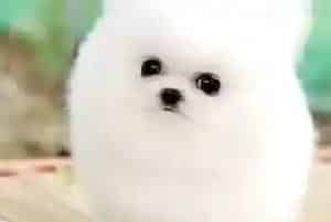 博美犬吃半颗药物后什么时候准备下次驱虫呢(博美犬)