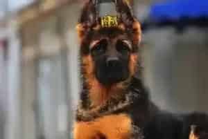 德国牧羊犬吃了脏东西拉肚子了应吃点什么药(德国牧羊犬)