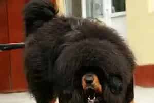 小藏獒喂养方法(免造成营养过剩)