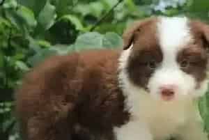 边境牧羊犬感冒咳嗽流鼻涕应吃什么药(边境牧羊犬)