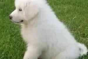 大白熊犬得了肺炎用什么药治疗(大白熊犬)