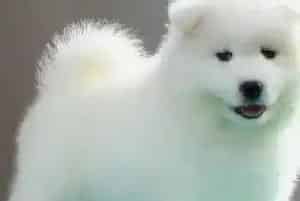 萨摩耶皮肤上有很多皮屑应该用什么药物治疗(萨摩耶)