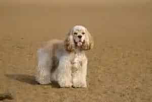 可卡犬感冒了,请问医生吃什么药好(可卡犬)