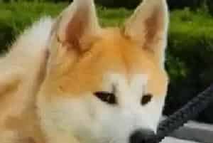 如何能让秋田犬乖乖吃药并能保证主人的安全(秋田犬)